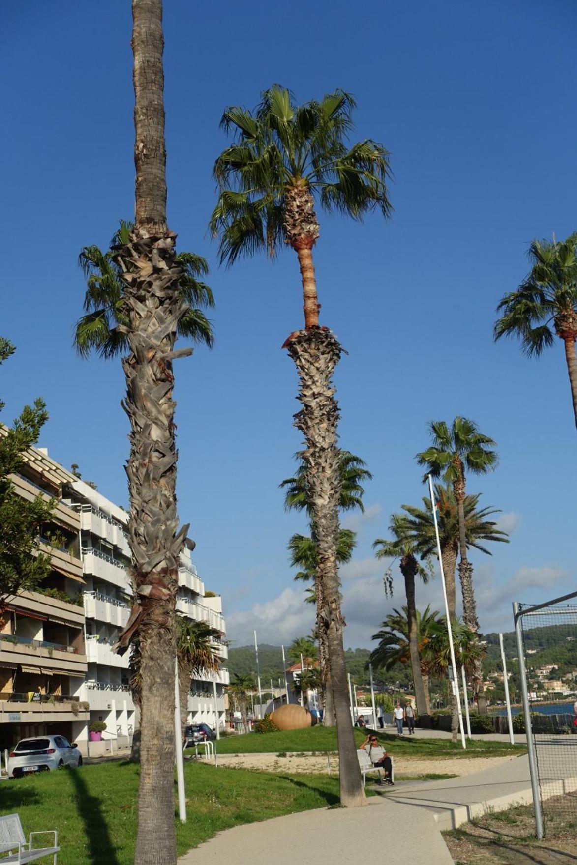 Les Jardins De Bandol, Piscine Privee, Belle Vue Mer Exteriér fotografie
